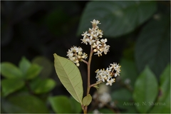 Zanthoxylum ovalifolium